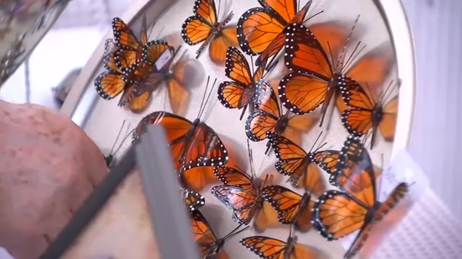 Annual Mariposa Butterfly Festival returns this weekend ABC30 Fresno