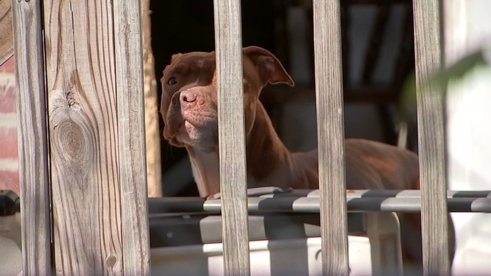 Landlord Raymond Holbrook seeks help rehoming 2 abandoned dogs left at his Southwest Philadelphia property - Vimarsana News