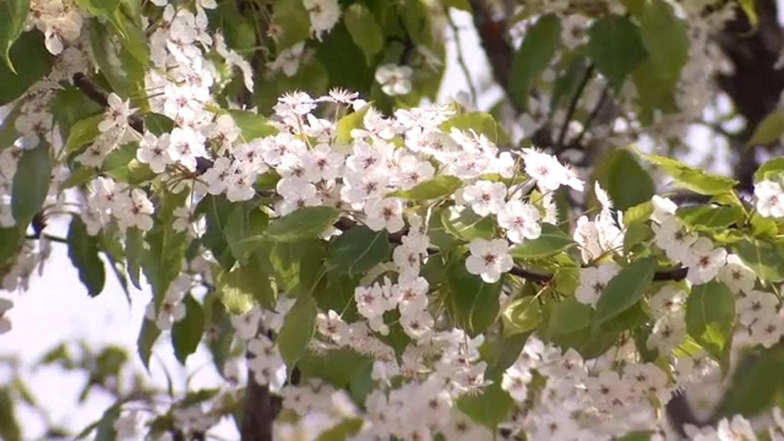 Climate Crisis Allergies | Climate change is causing longer allergy seasons: Researchers - Vimarsana News