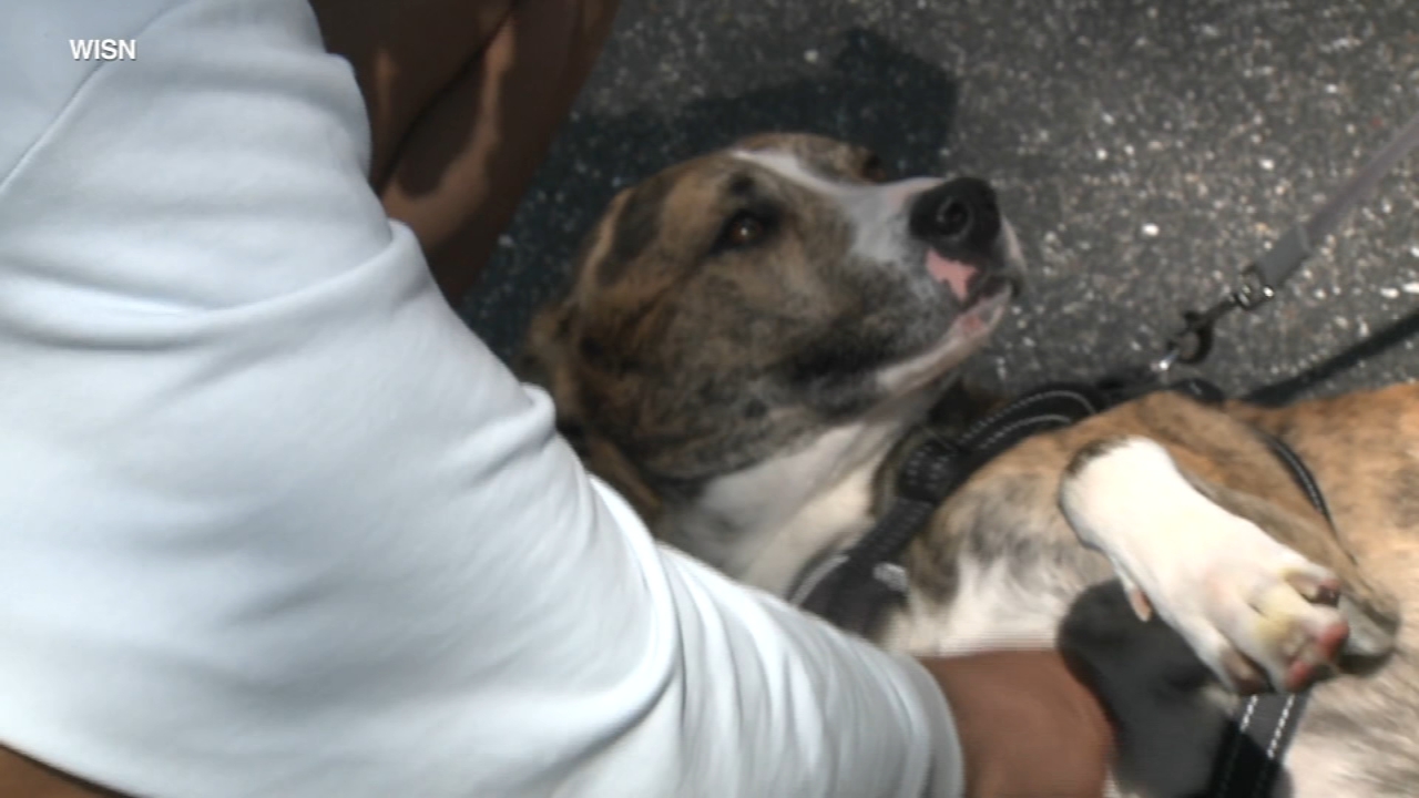 Dog reunited with family after jumping out a window at doggy daycare