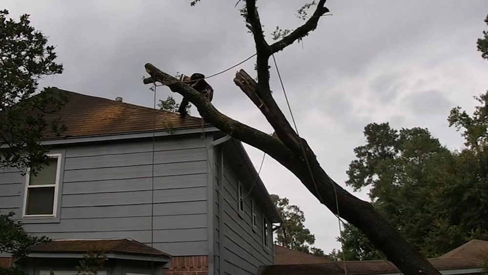 Expert says 'trees are struggling' amid Houston's changing weather