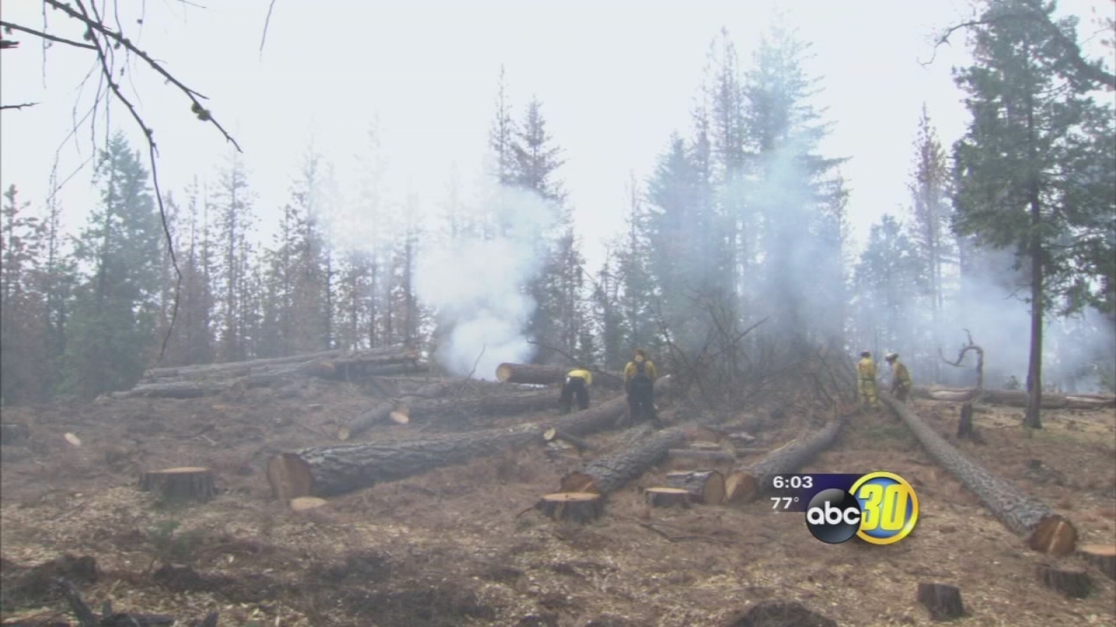 Desperate efforts underway to keep the forests of the Sierra from