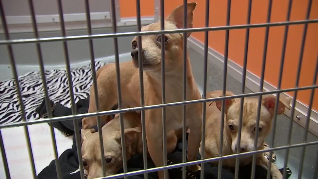 More than 70 dogs removed from Kensington home