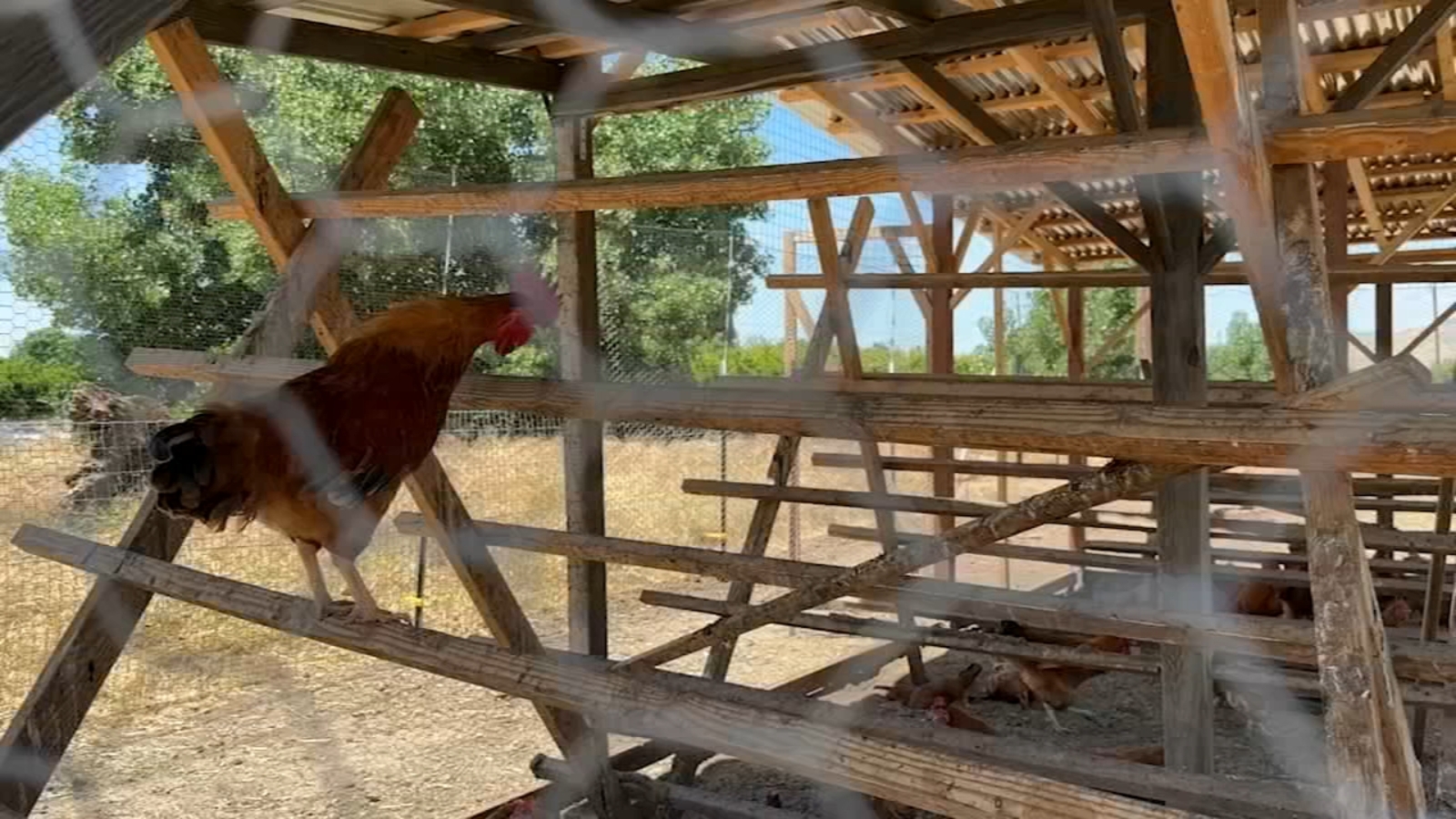 Visalia City Council to consider ordinance allowing chickens in