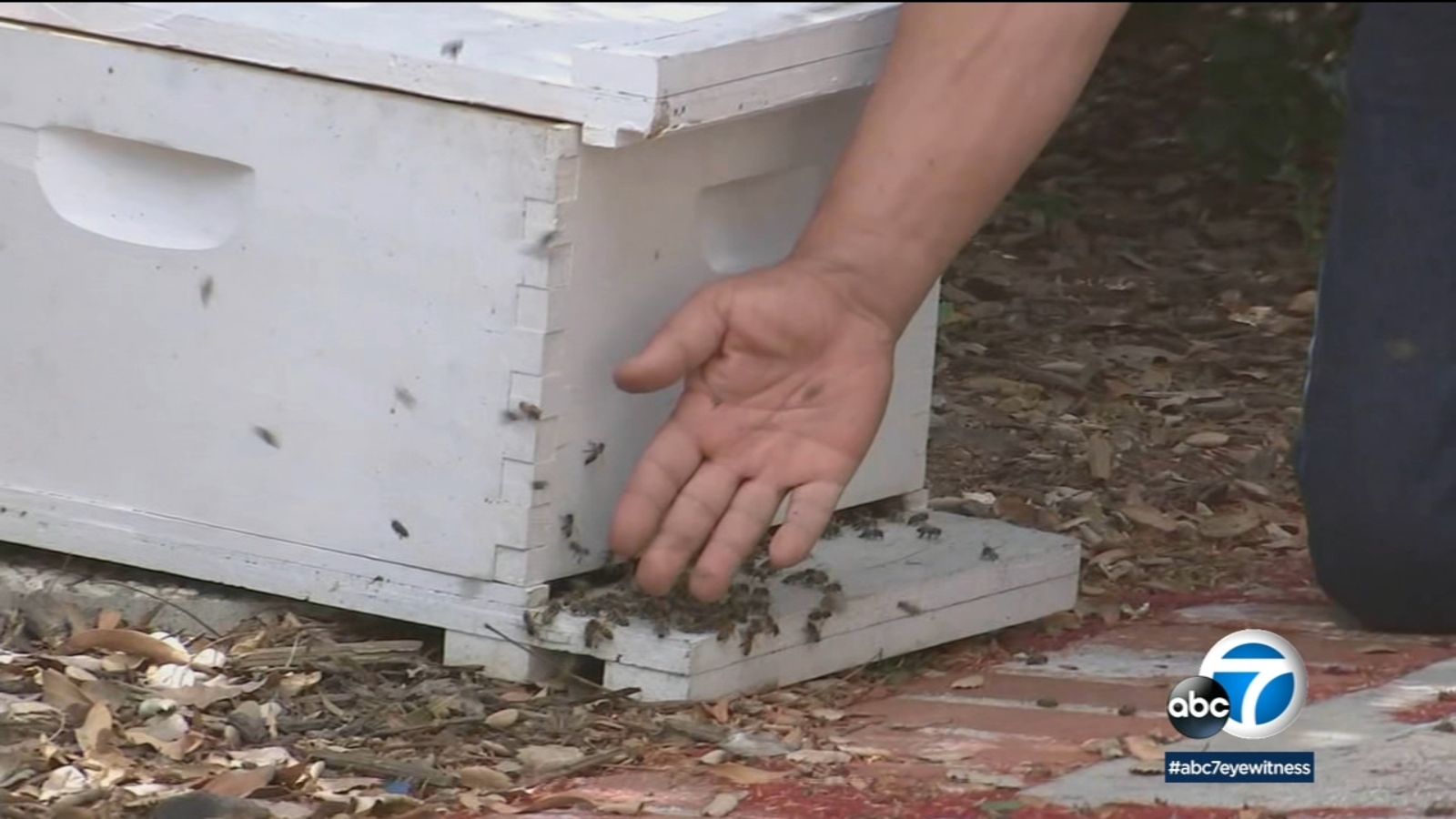 Some SoCal communities begin seeing 'unusual' aggressive bee behavior - Vimarsana News