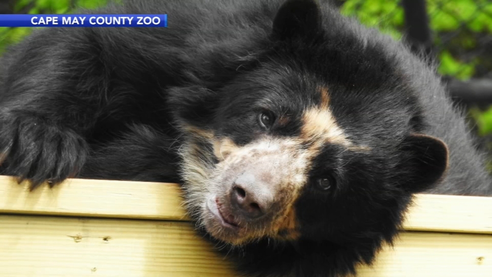 17-year-old spectacled bear arrives at Cape May County Zoo