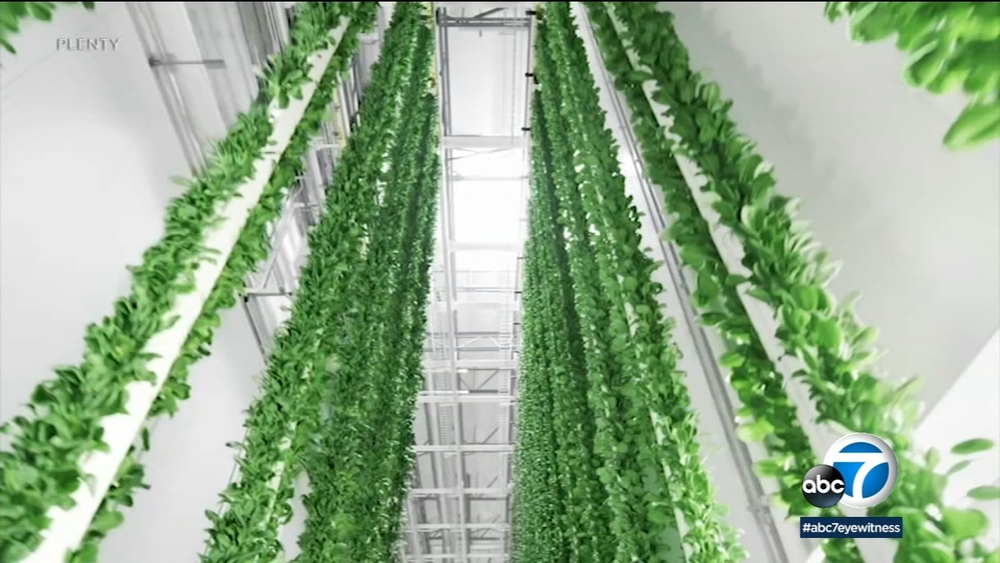 Compton's new indoor farm brings fresh produce, more jobs to city