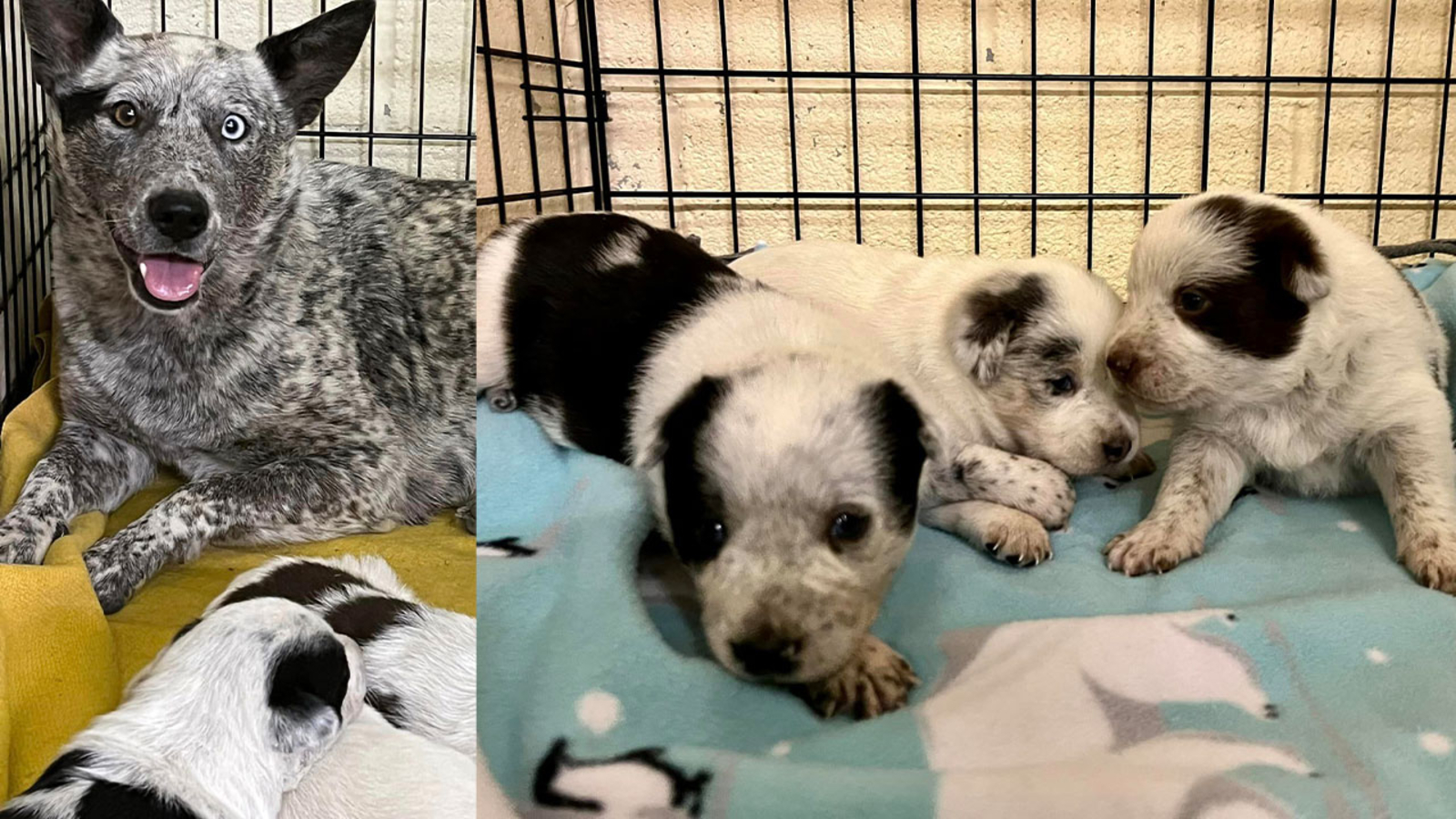 Mariposa County Sheriff's deputies rescue dog and her puppies - ABC30 ...