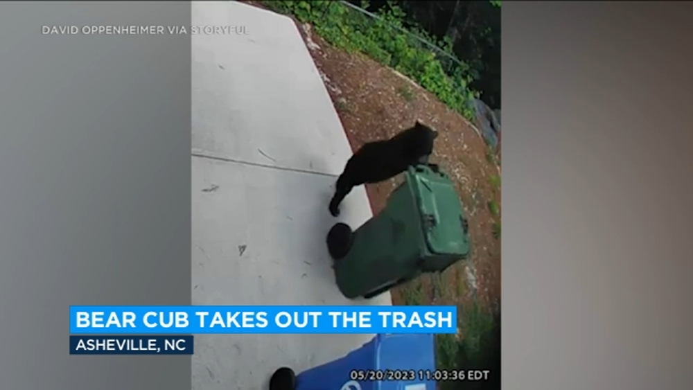 Bear in Asheville caught on security camera rolling around trash bin