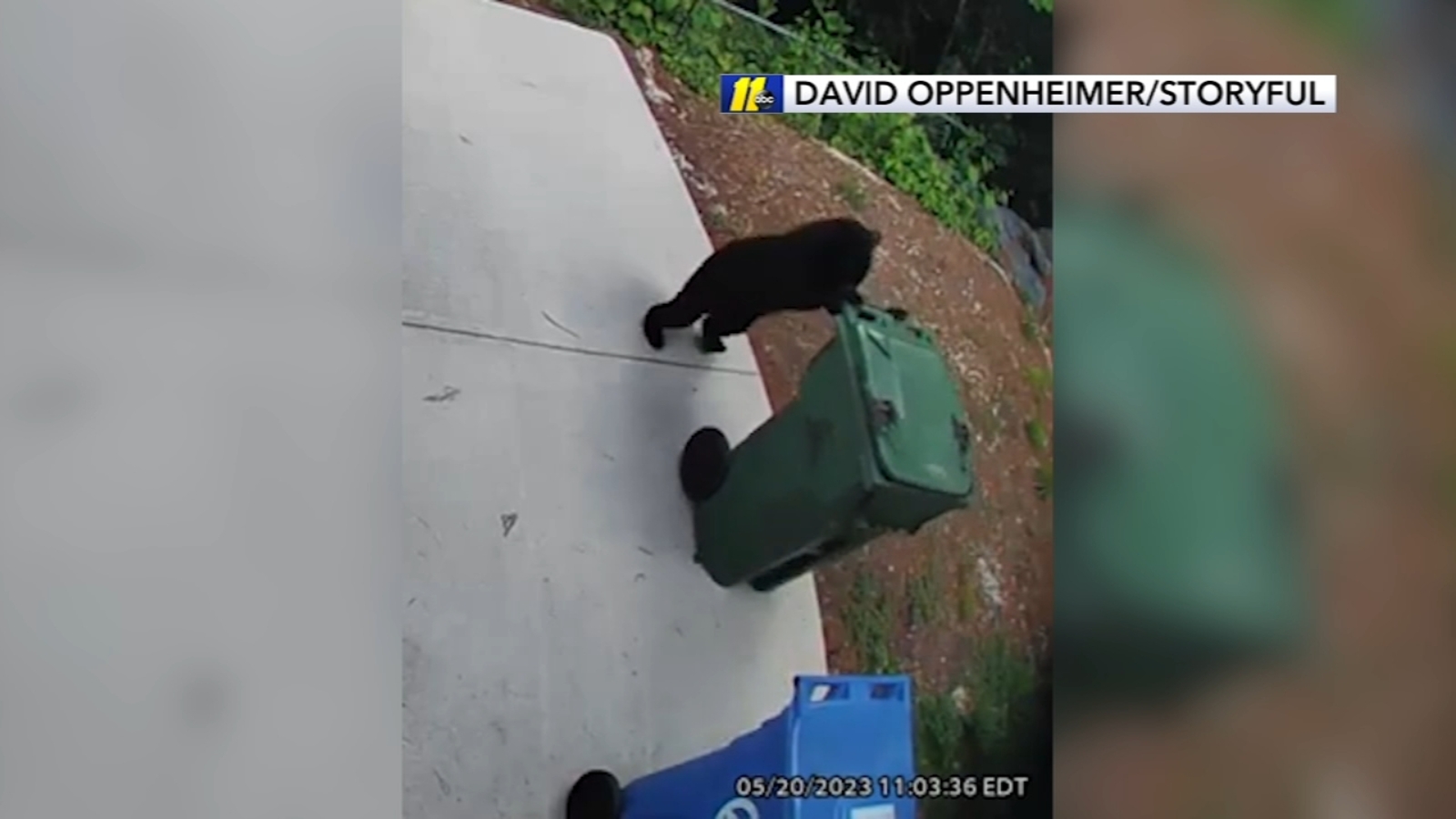 North Carolina bear Bear in Asheville caught on security camera