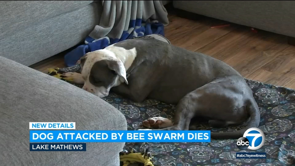 Dog dies days after swarm of bees stings him hundreds of times
