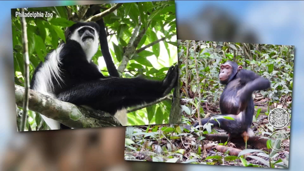 Philadelphia Zoo's conservation work has a global impact