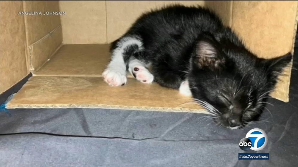 Couple rescues kitten from sewer in NoHo, nursing it back to health