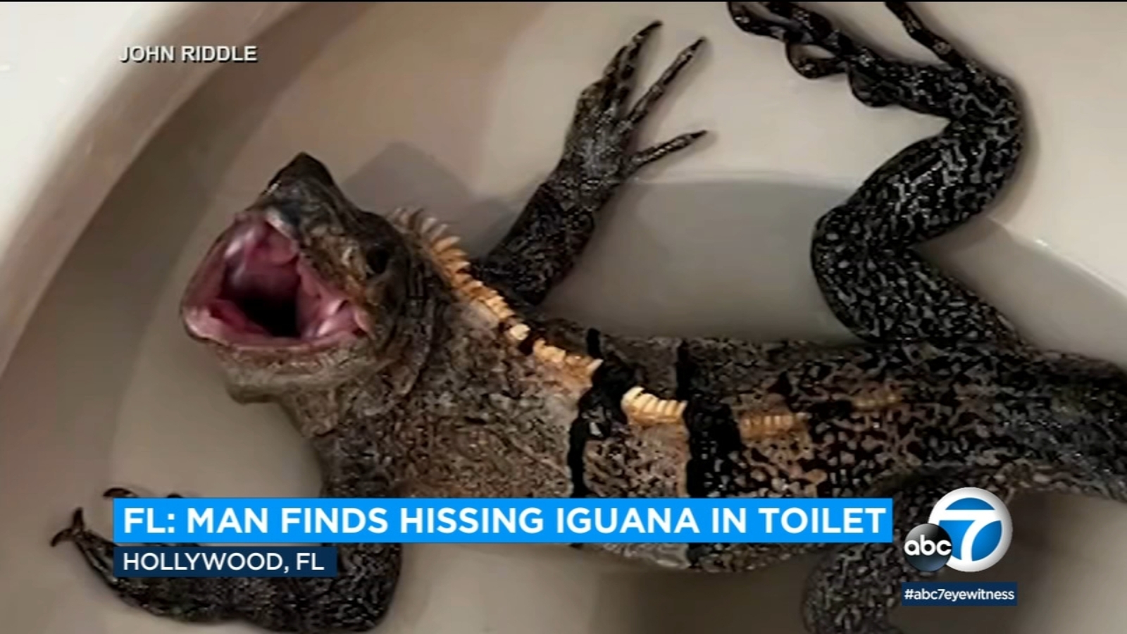 Florida man finds splashing, hissing iguana in his toilet 'I was