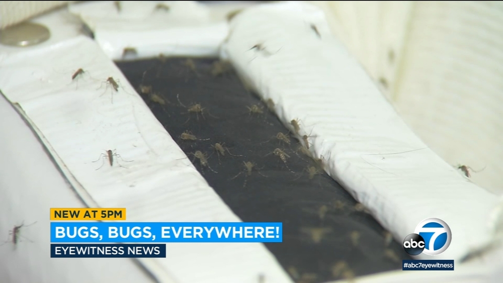 What's with all the mosquitoes, bees and gnats lately? Experts explain