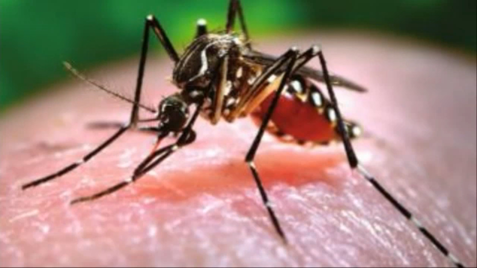 Mosquito samples in Tulare County test positive for West Nile Virus - Vimarsana News