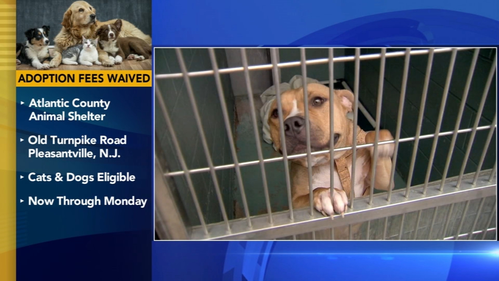 Google Animal Rescue The Atlantic County Animal Shelter waives adoption fees for Memorial ...