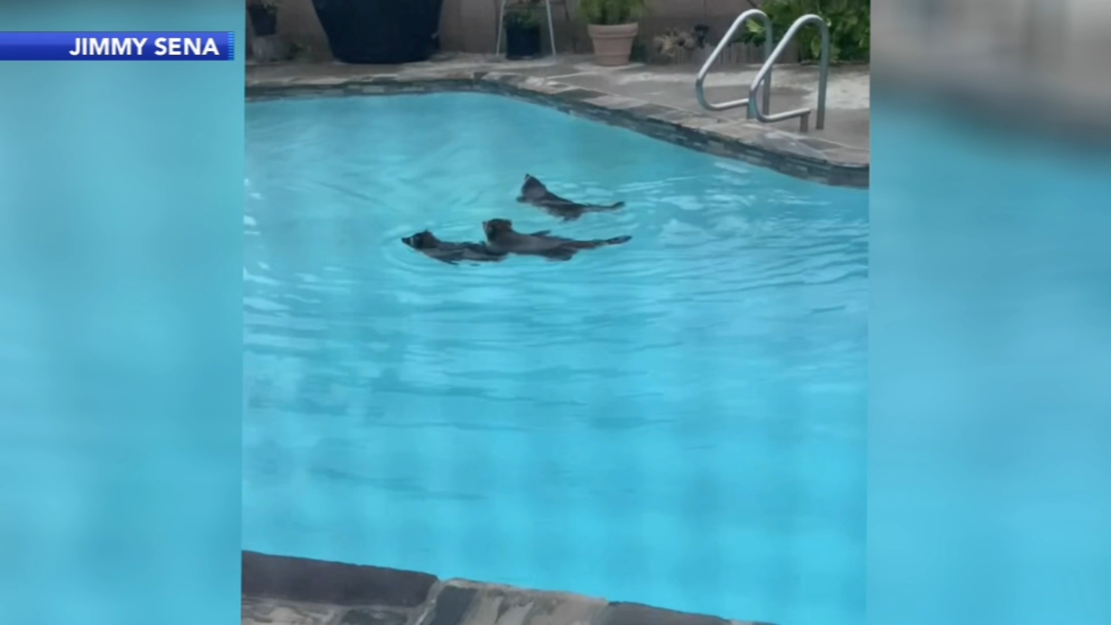 3 raccoons caught on camera having pool party in California mans backyard