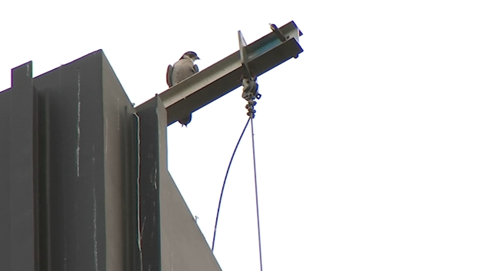 Are peregrine falcons endangered? Once sparsely populated birds now putting Wacker Drive Chicago commuters on alert - Vimarsana News