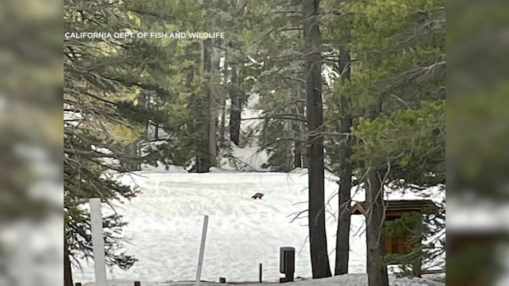 Wolverine spotted by multiple witnesses in Sierra Nevada Mountains 