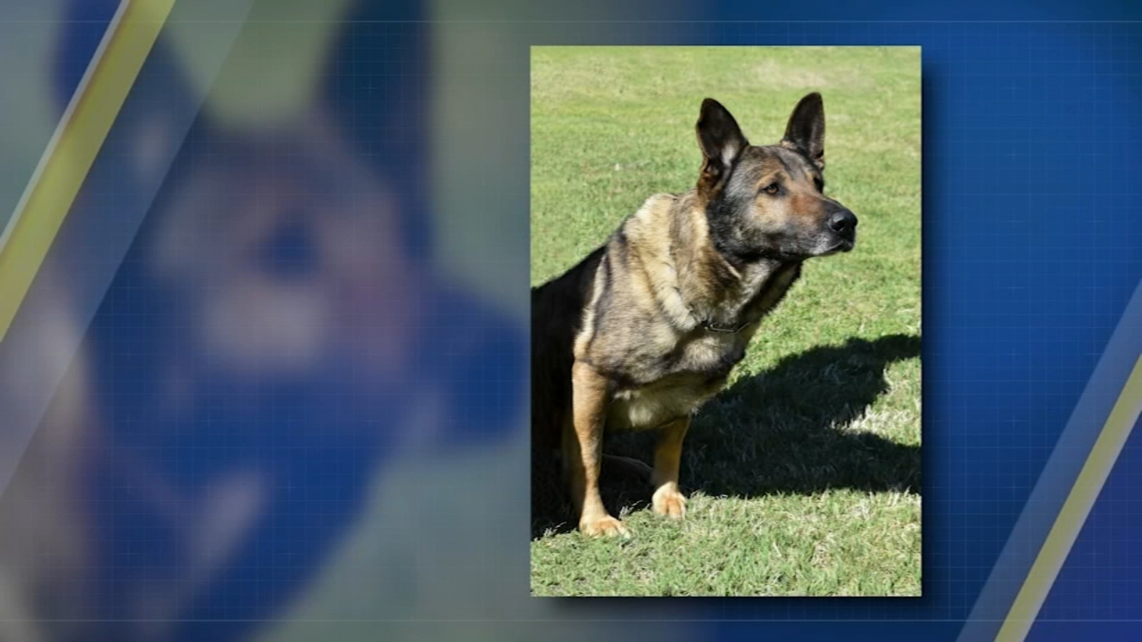 Wake County Sheriff's K9 deputy Santos honored during memorial ride in ...