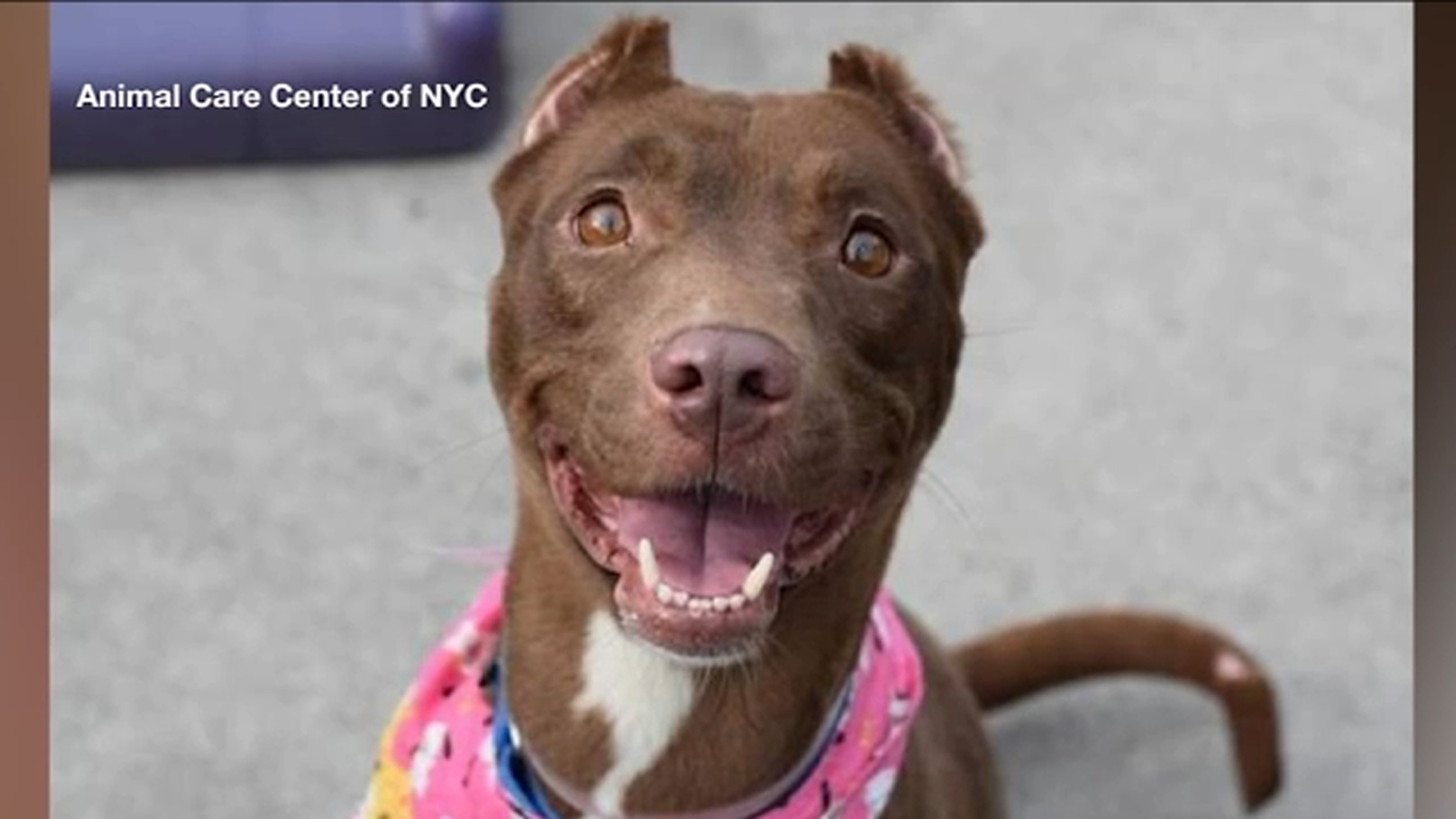 Family reunited with stolen dog at ACC adoption event in NYC after 5 months - Vimarsana News
