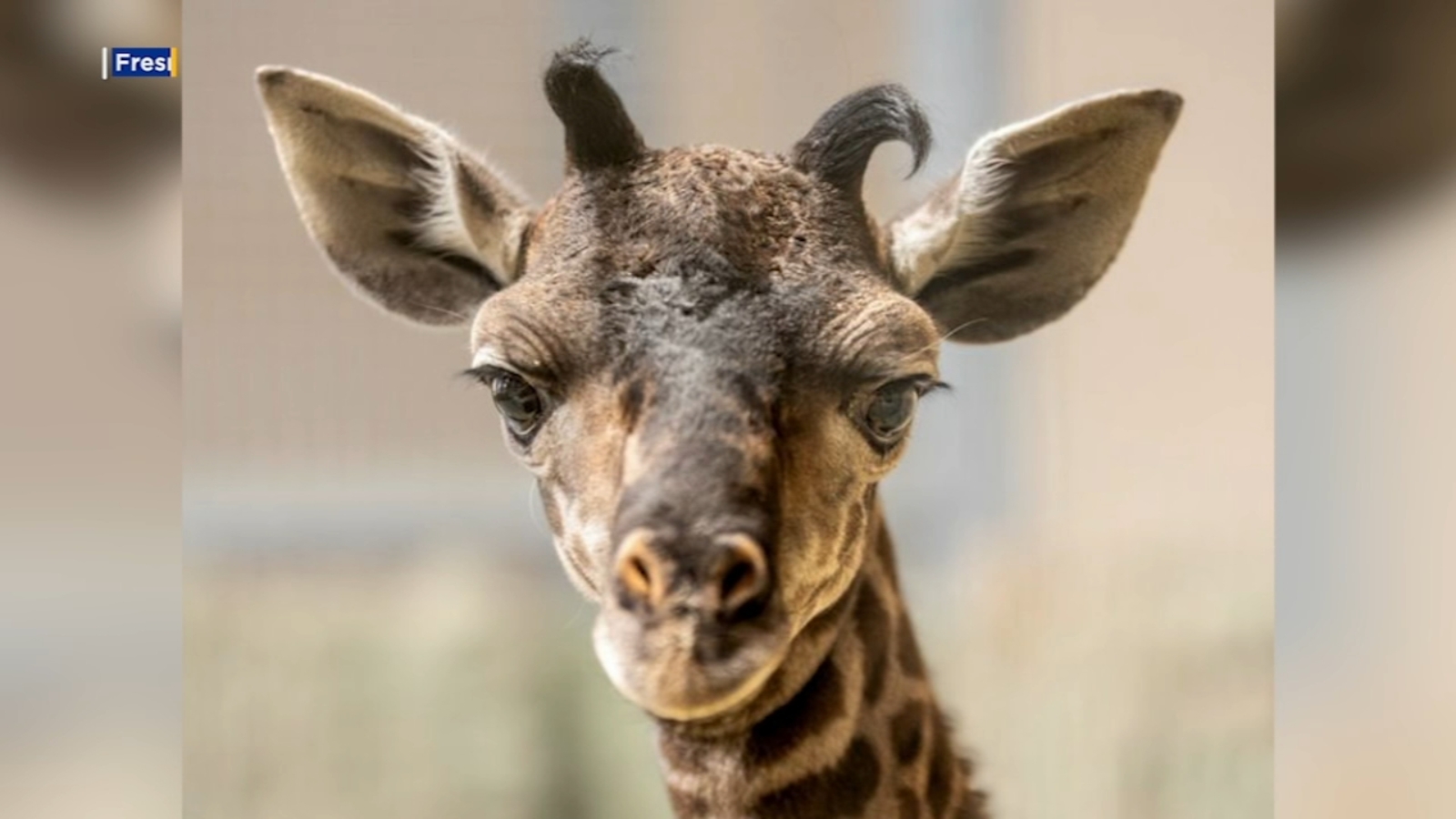 Fresno Chaffee Zoo introduces baby giraffe - Vimarsana News