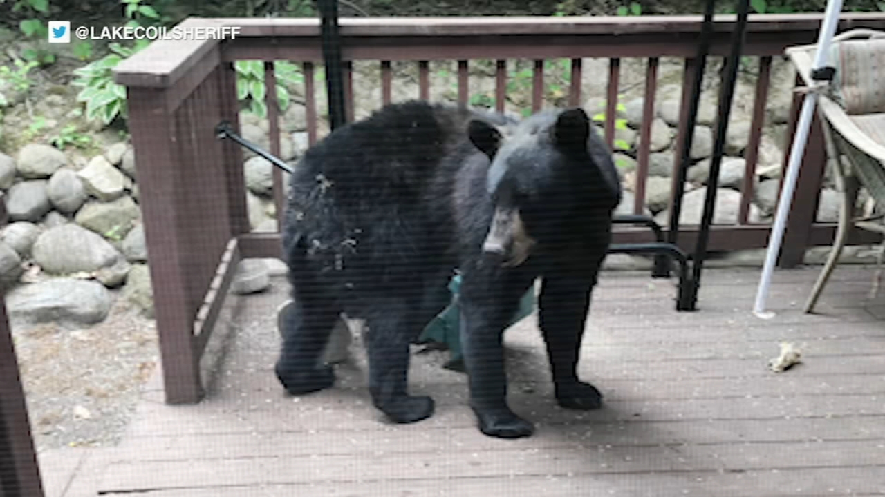 North suburban homeowner recalls spotting bear after 'loud crash'