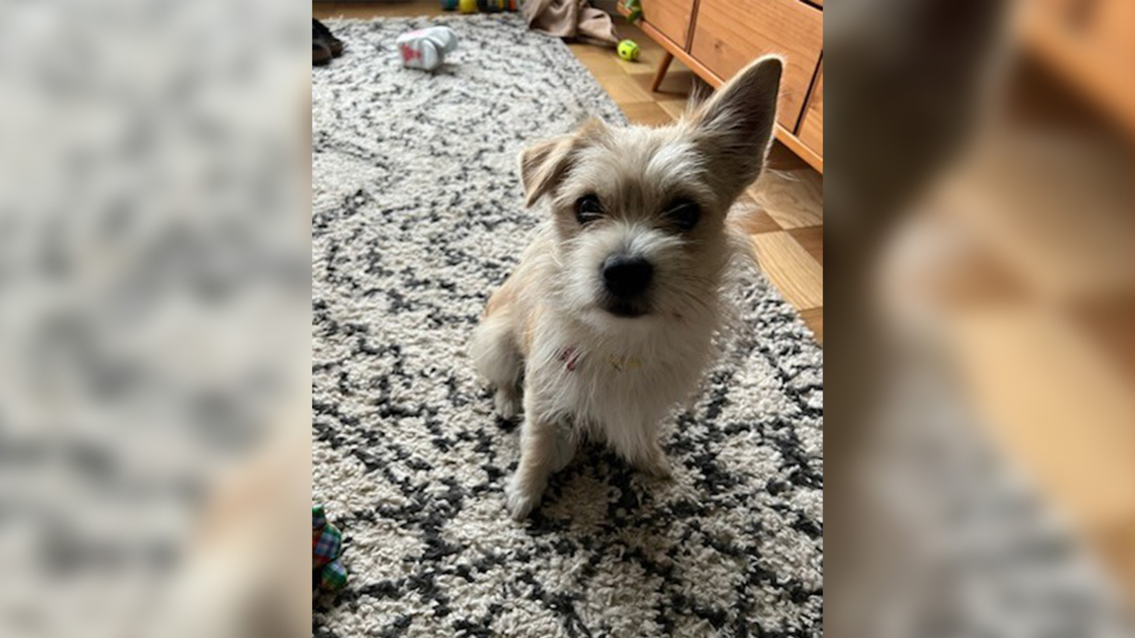 Search on for man who kicked small dog in Upper East Side ABC7 New York