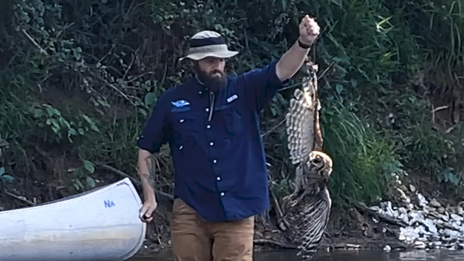 Owl rescue | Johnston County parks staff freed barred owl tangled in ...
