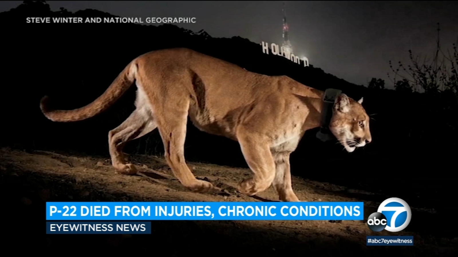 Famed mountain lion P-22 was suffering from severe injuries, chronic conditions, necropsy finds - Vimarsana News