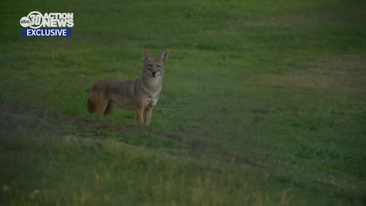 Coyote sightings shut down Clovis park