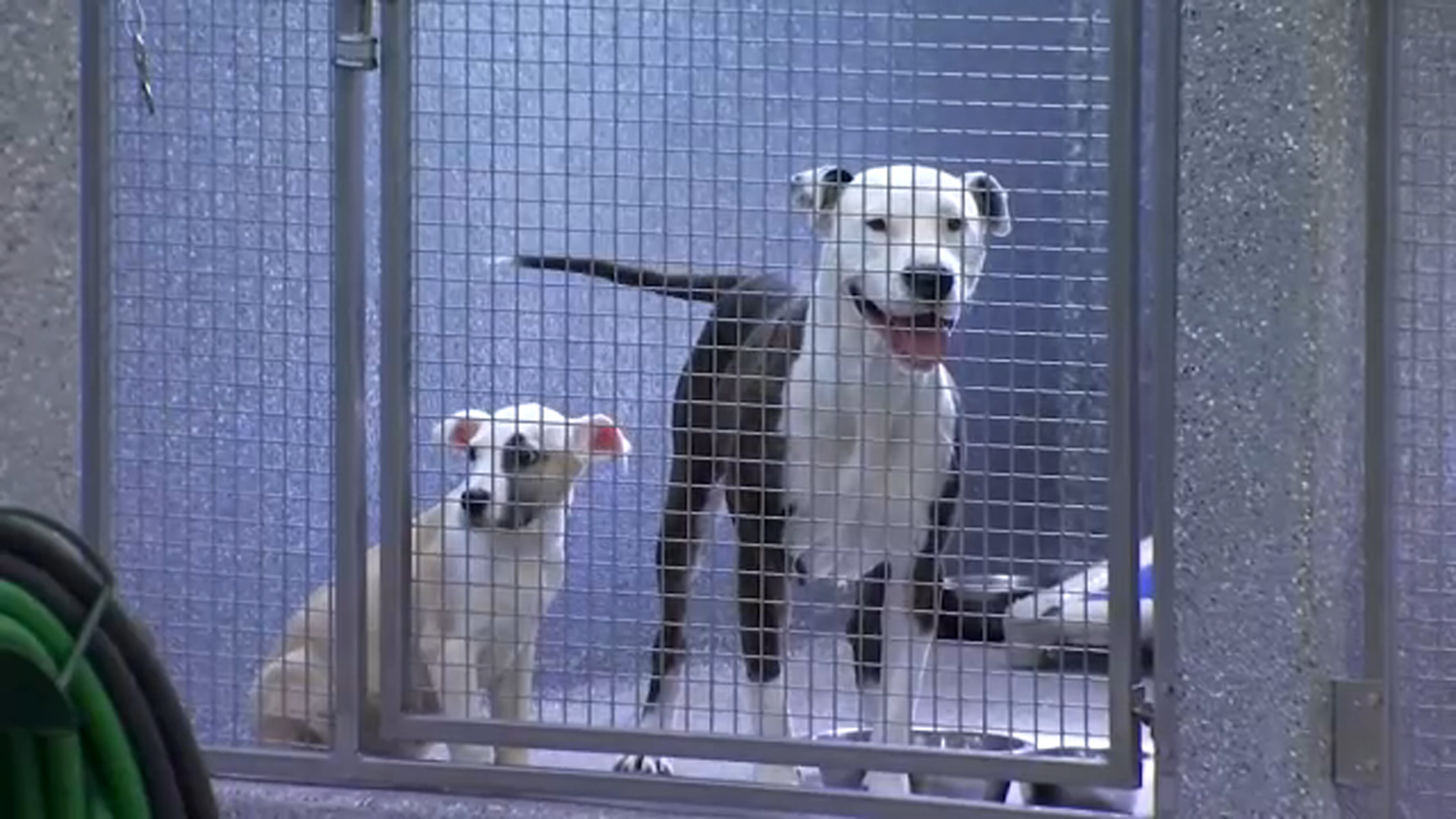 Fresno Animal Center offering free microchips, tags ahead of 4th of July - Vimarsana News