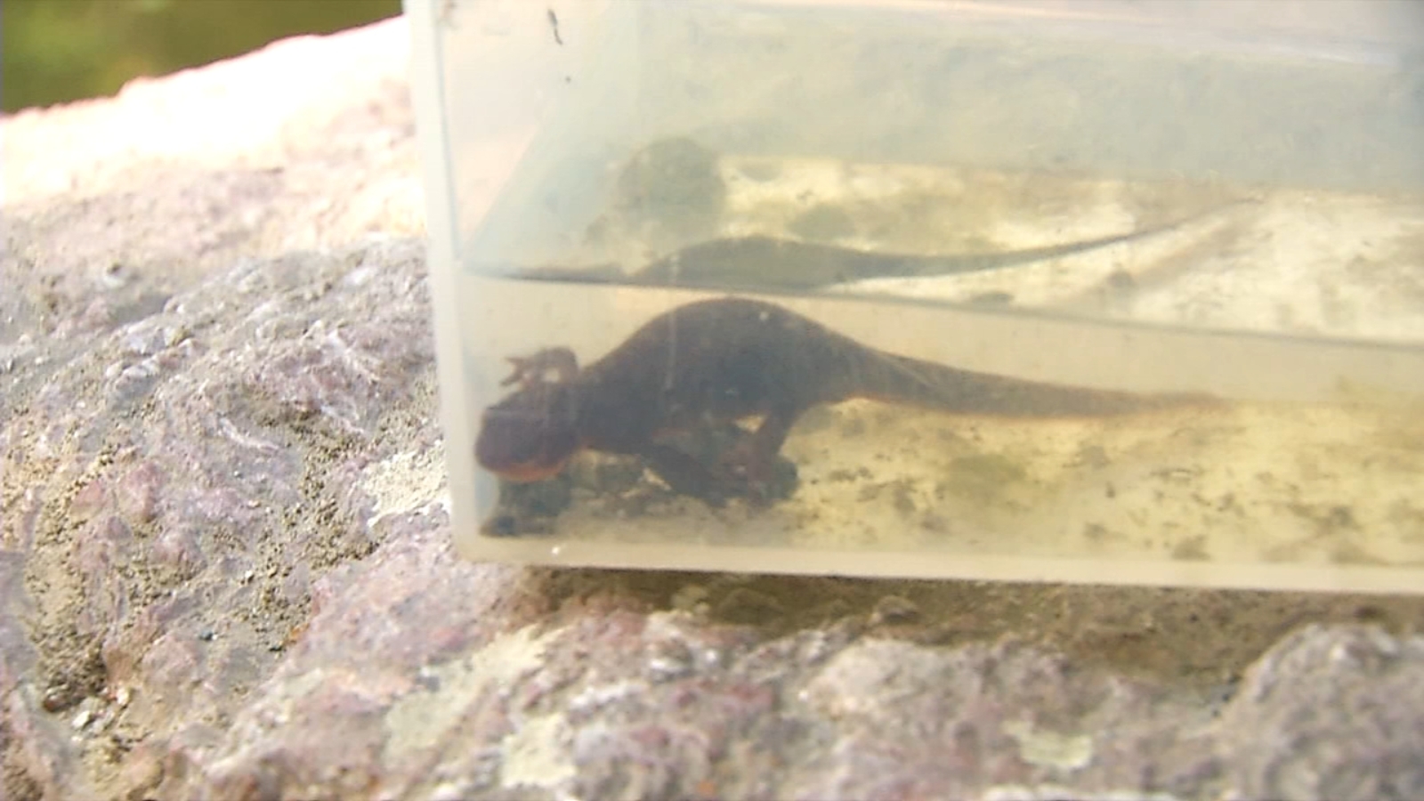 UC Botanical Garden asking for help to save newts dying in pond UC Botanical Garden asking for help to save newts dying in pond