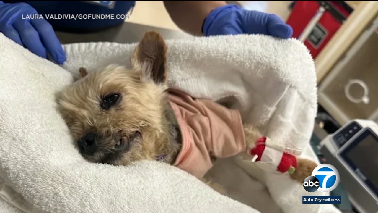 Man brutally kicks dog in Venice, leaving pet unable to stand: VIDEO