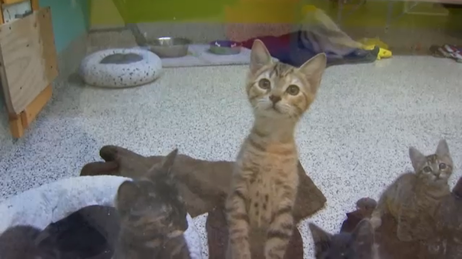 Valley Animal Center in urgent need of foster families during kitten season - Vimarsana News