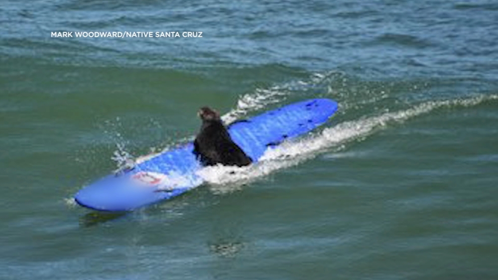 VIDEO: Sea otter takes over surfboard at Santa Cruz beach
