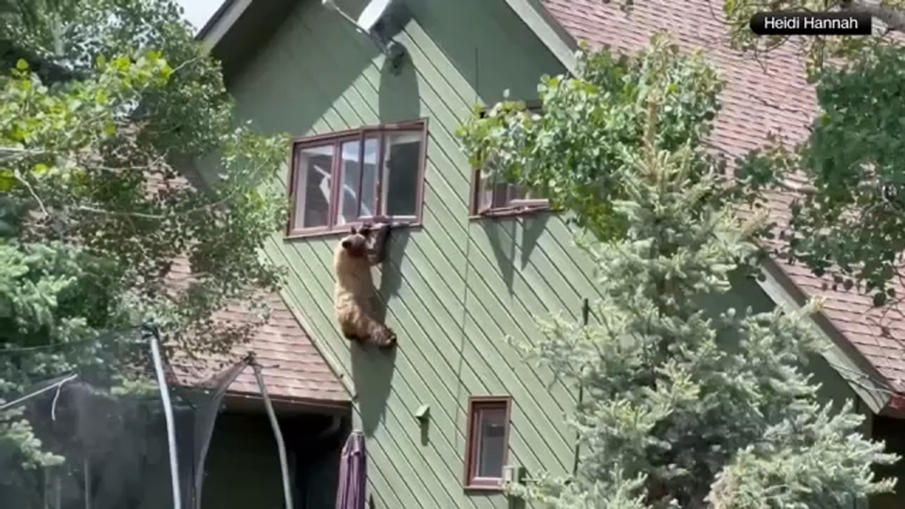 Bear hangs from window, climbs into home and eats family's porkchops