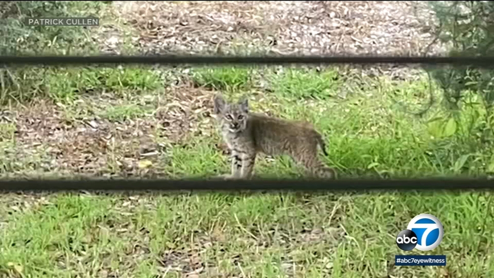 Claremont residents concerned after bobcats spotted in man's backyard