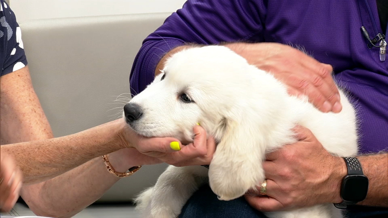 Anderson Humane programs go beyond 'Subaru Puppies' at Auto Show