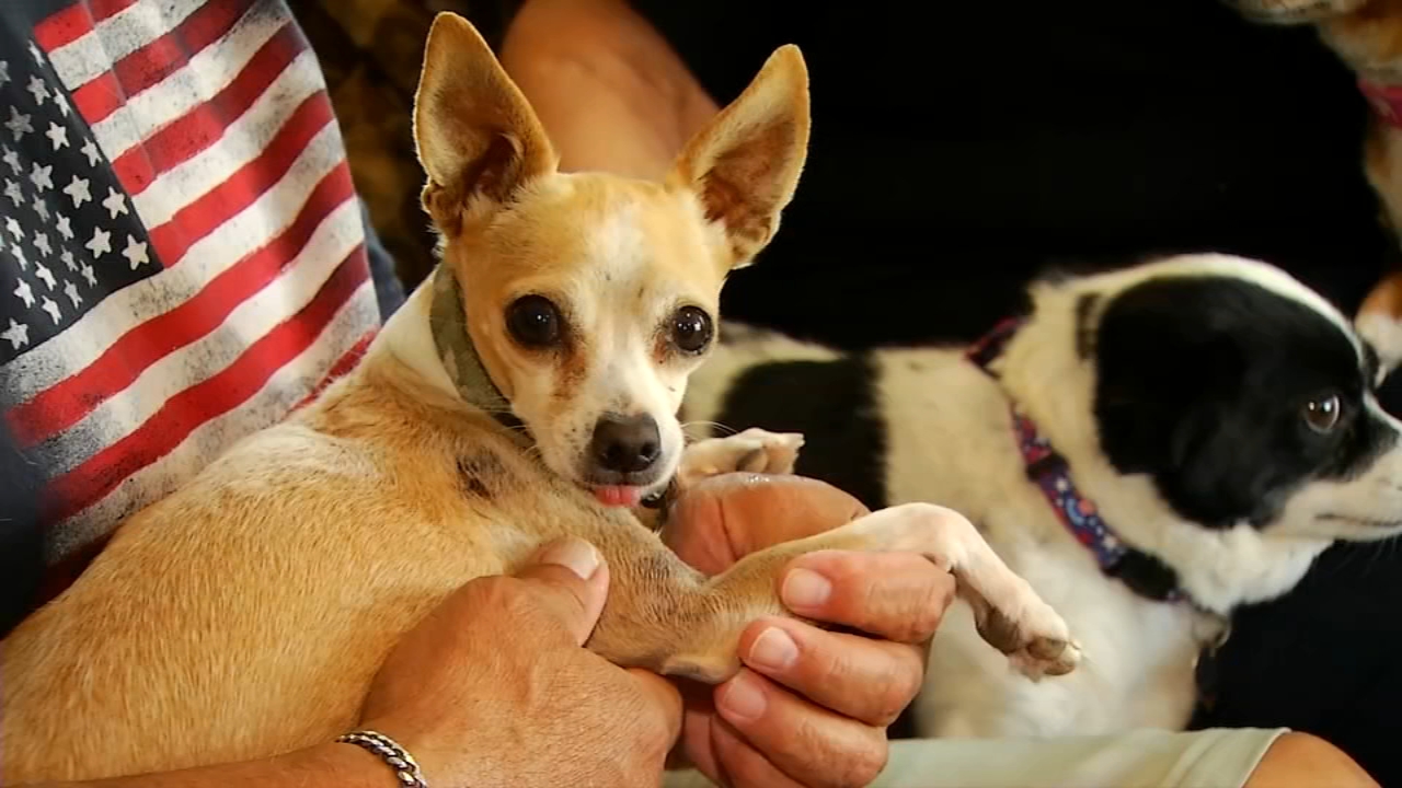 Family reunited with dog that disappeared from Merced pet resort