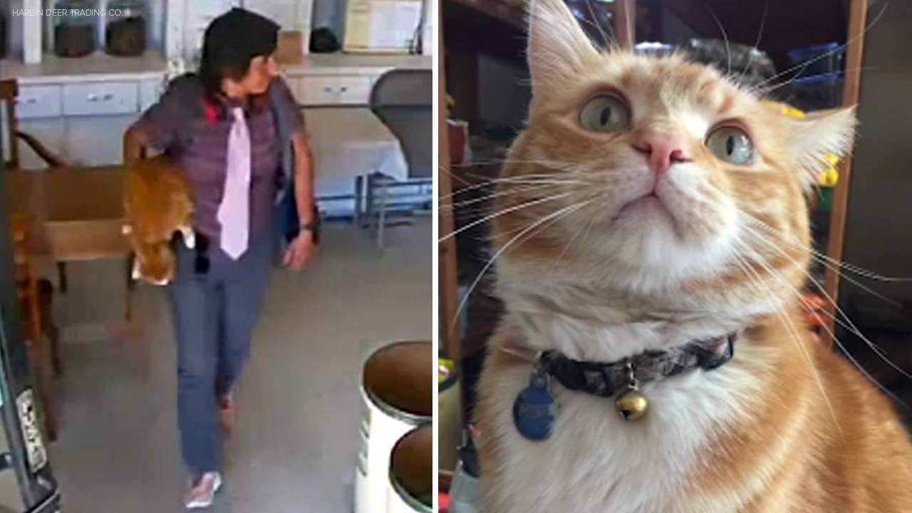 Thief caught stealing beloved store cat named MiMi near Koreatown