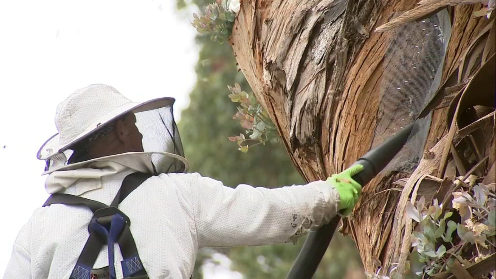 15000 bees removed from Burlingame tree relocated to local farm