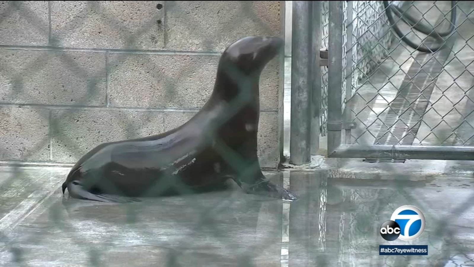 Marine Mammal Care Center and LAUSD prepare triage care area for sea lions sickened by harmful algae bloom - Vimarsana News