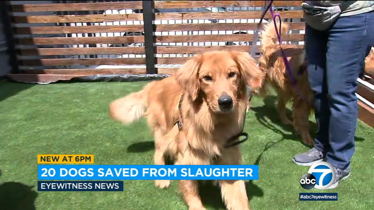 Dogs saved from China's meat trade arrive at new kennel at LAX 
