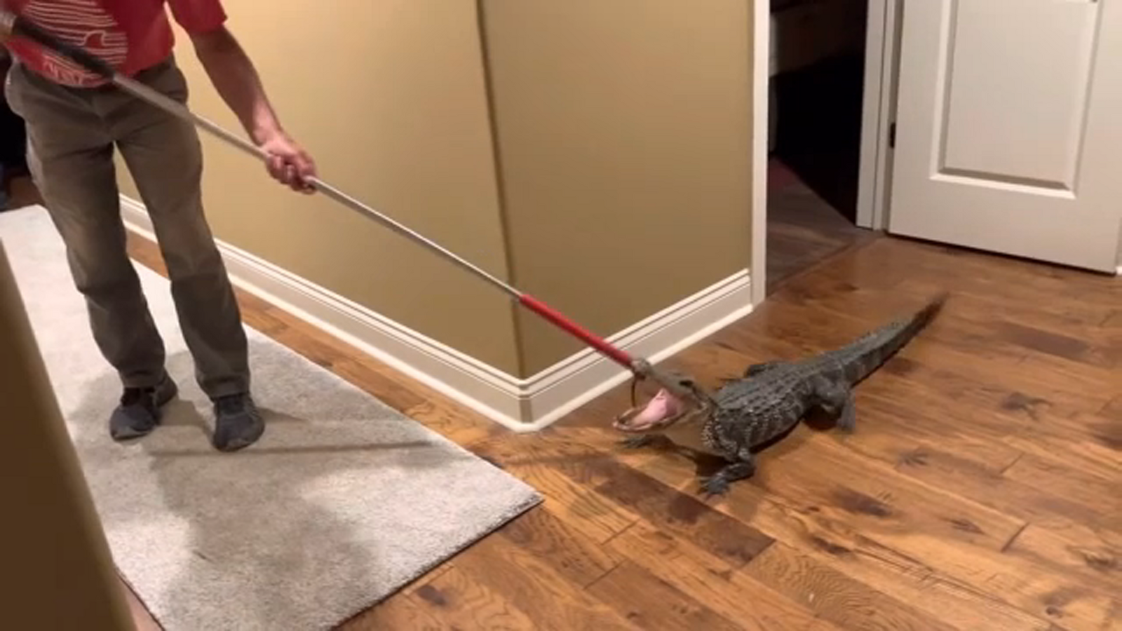 Alligator break-in | Louisiana couple gets overnight surprise visit from alligator - Vimarsana News