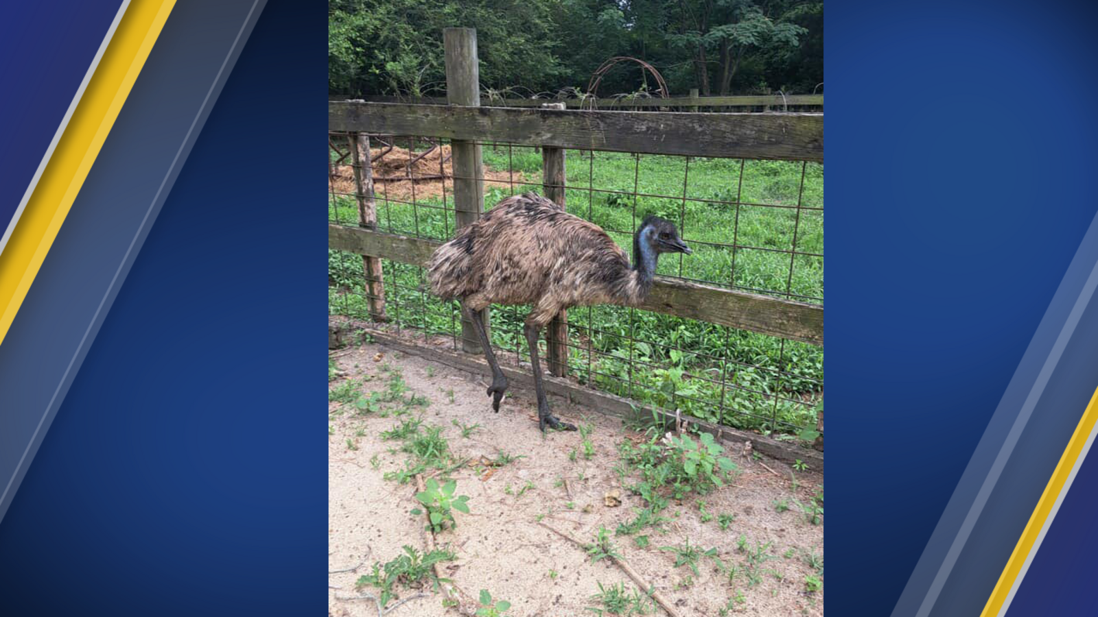 Sampson County emu | Is this your emu? Sampson County Sheriff's Office ...