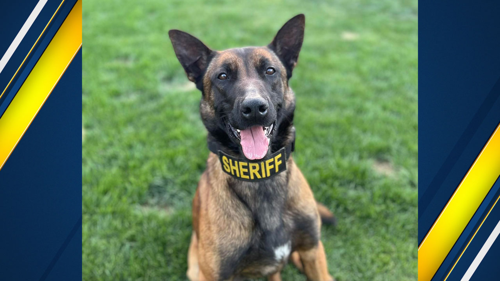 K9 officer escapes from Fresno home of Madera County Sheriff's Deputy - Vimarsana News