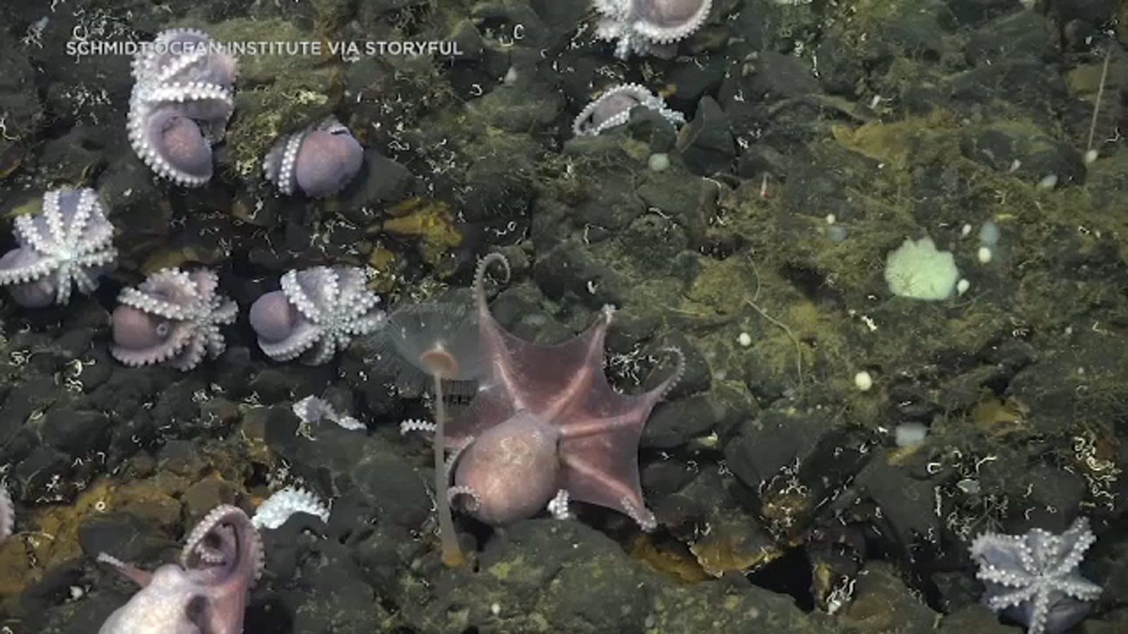 Rare find Octopus nursery discovered off coast of Costa Rica ABC7