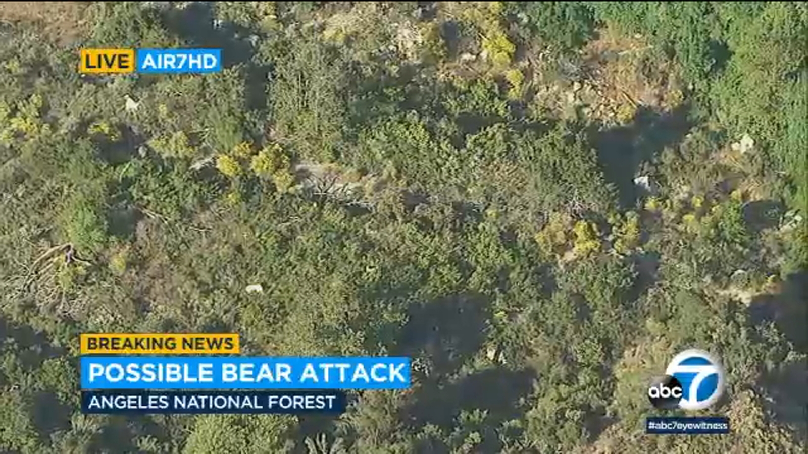 Authorities responding to reported bear attack near Mount Baldy Authorities responding to reported bear attack near Mount Baldy